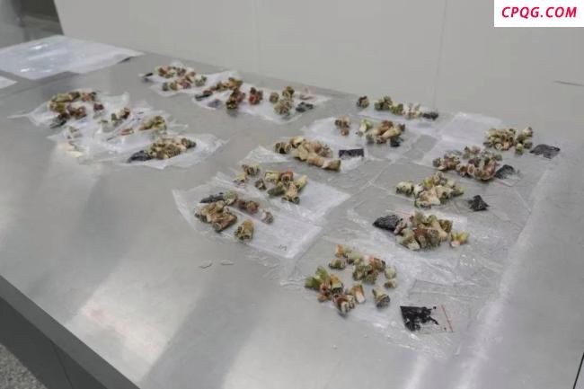 海关查获濒危石珊瑚161块