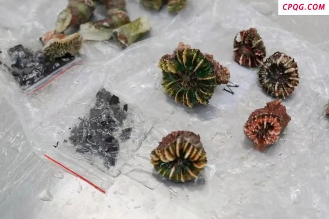 海关查获濒危石珊瑚161块 4名旅客身绑走私