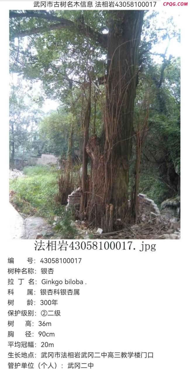 网传武冈一棵300年古银杏树遭砍伐 警方已立案调查