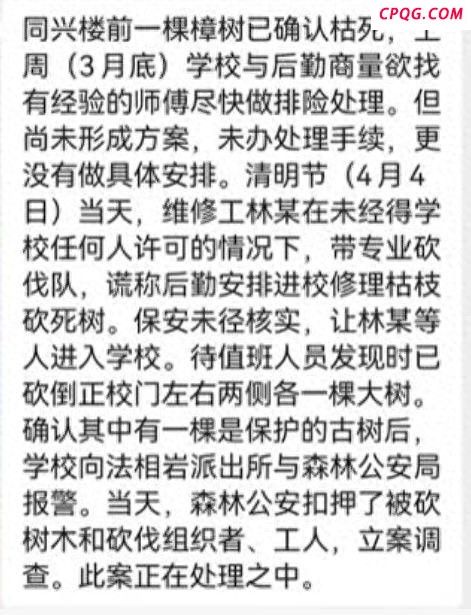 网传武冈一棵300年古银杏树遭砍伐