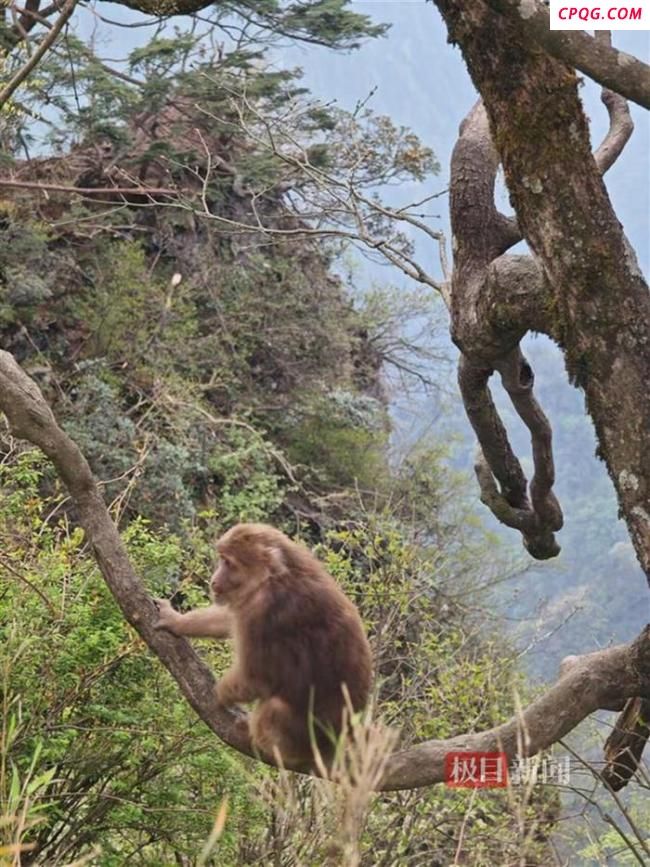 游客给猴喂食 一推一拉纵享丝滑
