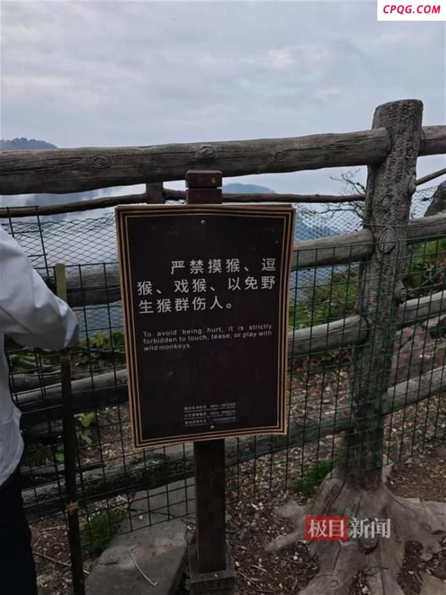 游客给猴喂食 一推一拉纵享丝滑 猴子挑食引发关注