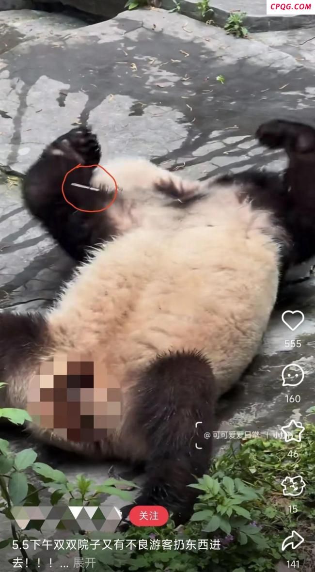 大熊猫双双被游客扔玻璃药瓶