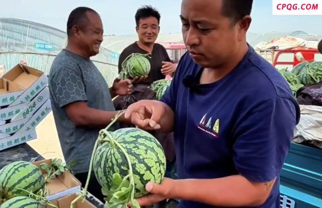 男子每天拍拍西瓜月入3万元！只需3秒就能辨别出西瓜有多甜