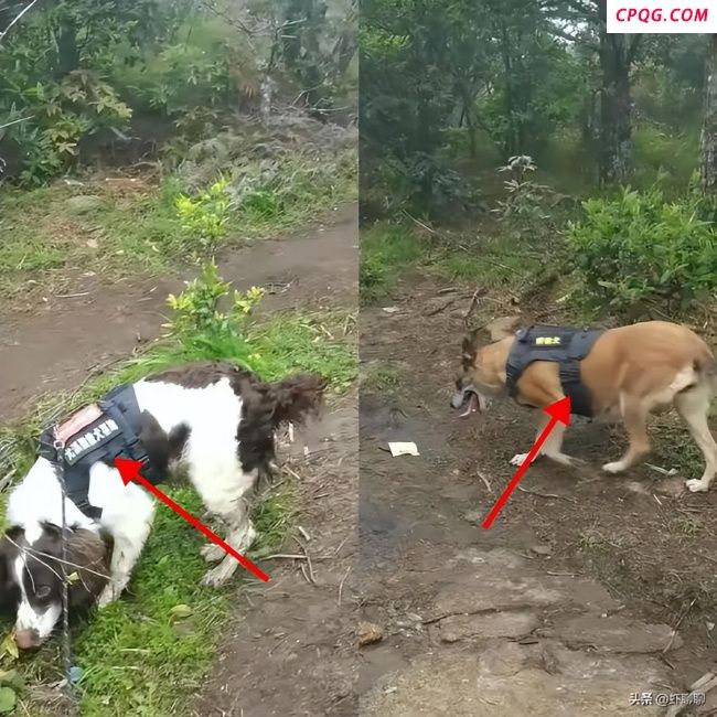 搜救8岁失联男童过程中2只搜救犬受伤 希望与时间赛跑