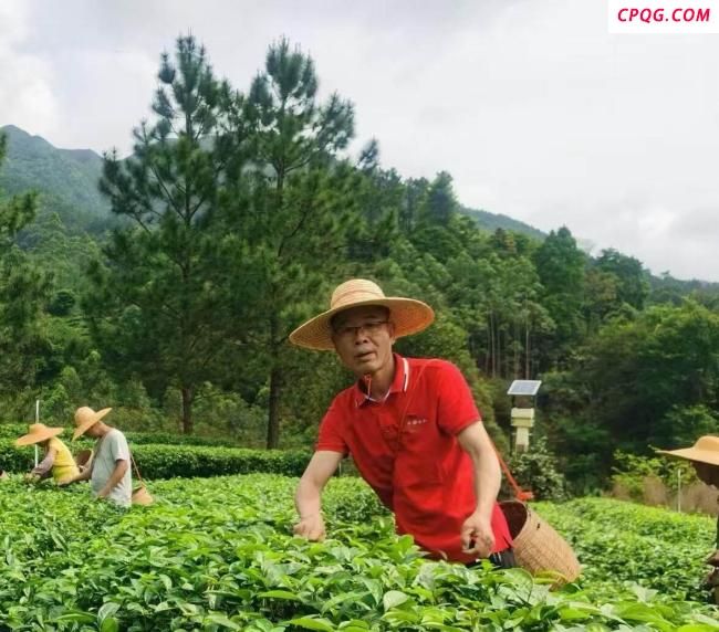广东茶农称蝉茶产量暴增40%