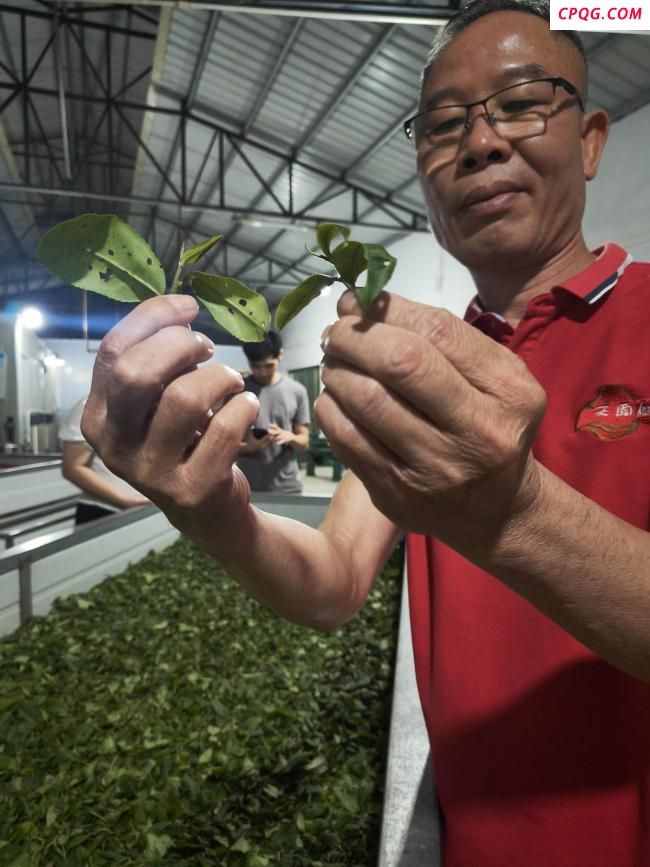 广东茶农称蝉茶产量暴增40% 生态智慧的产业革命