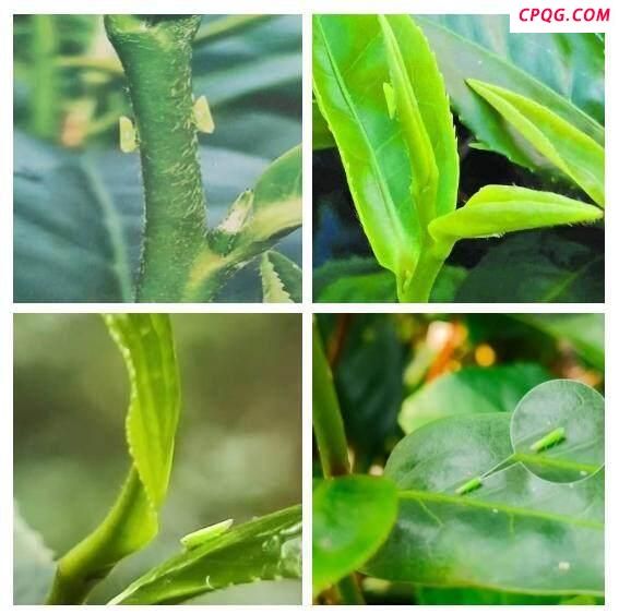 广东茶农称蝉茶产量暴增40% 生态智慧的产业革命