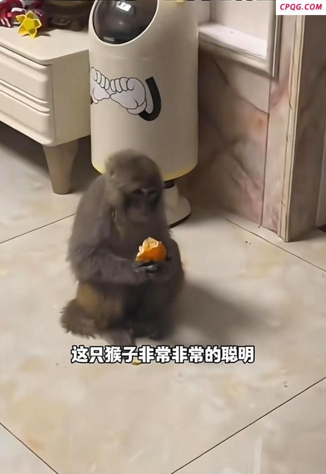 猕猴窜入27楼住户家吃橘子