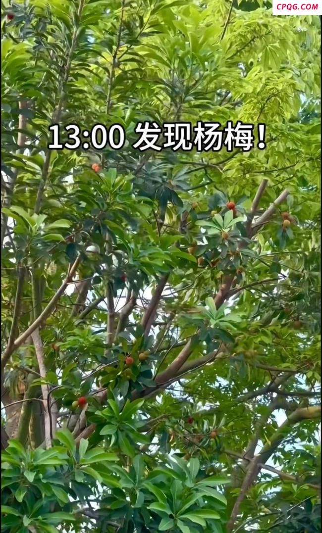 官方回应深圳北站可以摘杨梅 公园提醒勿随意采摘食用