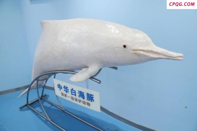 泉州炸礁施工或伤中华白海豚 生态保护引担忧