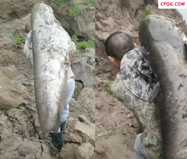 车主钓到巨型大鱼绑车尾炫耀