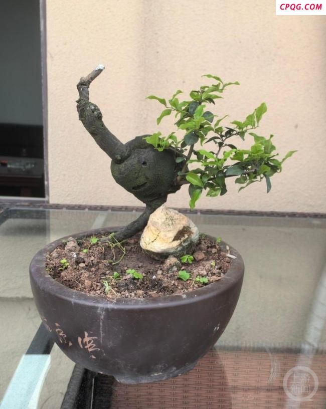 男子为万元盆栽“上头”