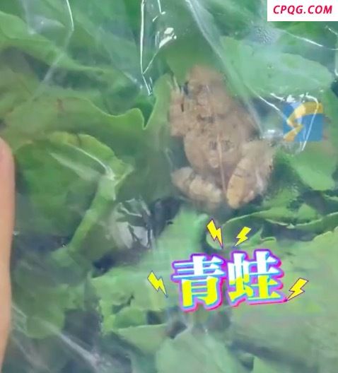 网友称买了一包生菜 包装里有青蛙