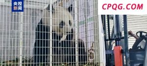 欢迎回家！旅马大熊猫“福娃”和“凤仪”启程回国