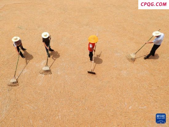 多地小麦进入成熟收割期 农机抢收忙