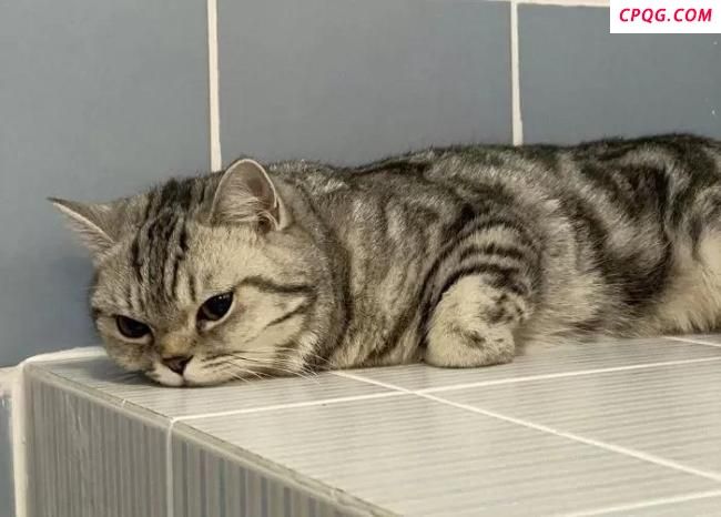 泰国猫咪袭警超萌入狱照走红 猫薄荷惹的祸