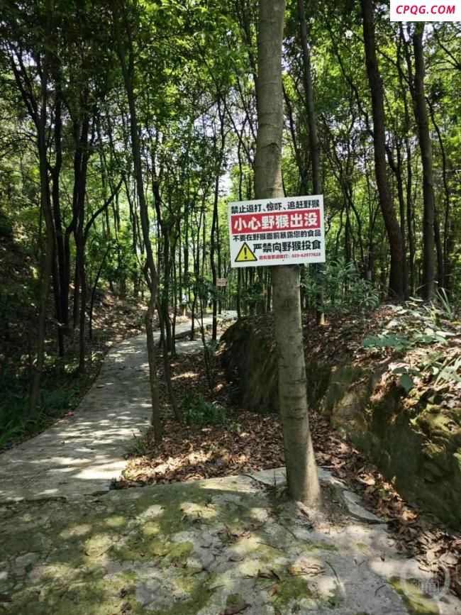 游客在重庆南山被野猴抓伤 景区提醒勿投喂野生动物