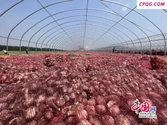 徐州睢宁古邳镇：大蒜丰收打开乡村振兴金钥匙
