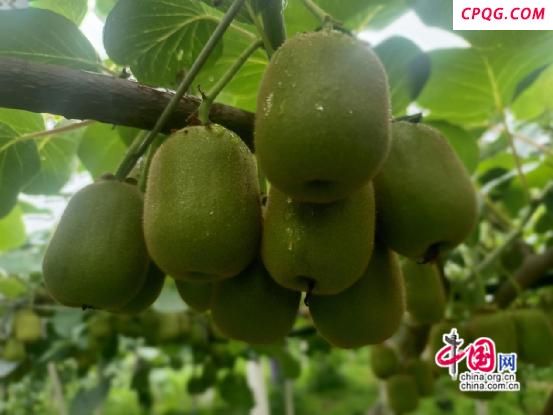 湖南凤凰新场镇：猕猴桃长势良好 今年丰产有望