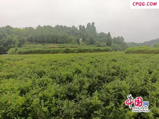 凤凰新场镇：发展雪茶产业让农民“腰包”鼓起来