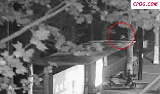 看到这种“面具”人脸需警惕 狡猾狐狸难逃猎手