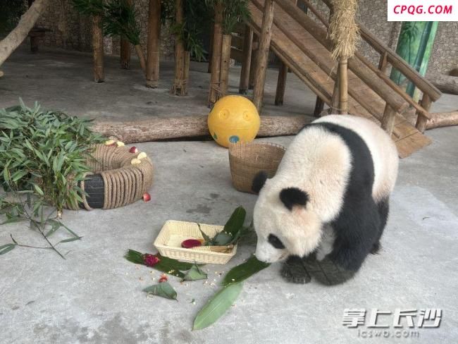 饲养员当大厨 大熊猫吃上美味粽子 创意粽情温暖国宝心