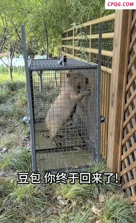 越狱豆包自行回家胖了一斤多