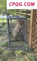 越狱豆包自行回家胖了一斤多 两个月后平安归来