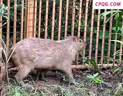 出逃卡皮巴拉60天后回园增肥1斤 毛茸一家终团圆