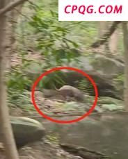 重庆4A景区发现成群野猪 环境优美引野猪出没