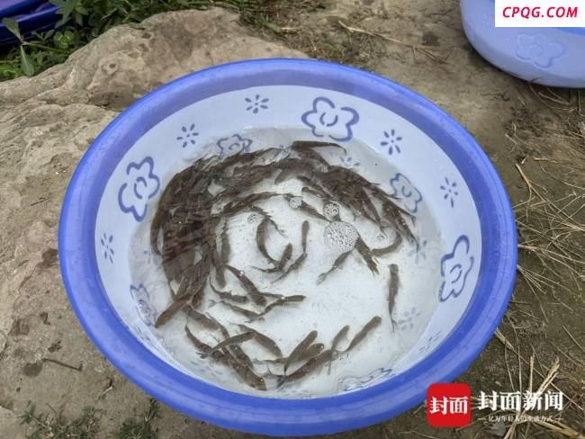 成都16.5万尾鱼苗入河 增殖放流丰富生态