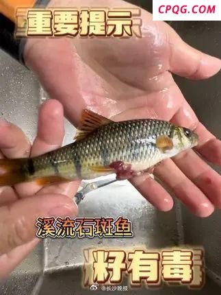 湖南多地上报吃溪石斑鱼卵中毒事件