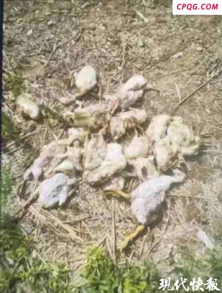 办喜事放鞭炮吓死邻居200多只小鹅 邻里纠纷终和解