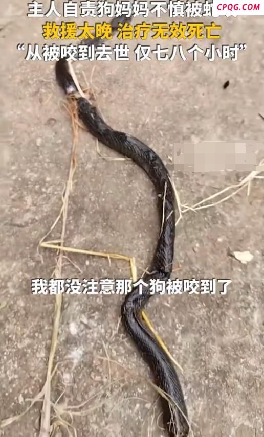狗狗护主与眼镜蛇搏斗被咬伤
