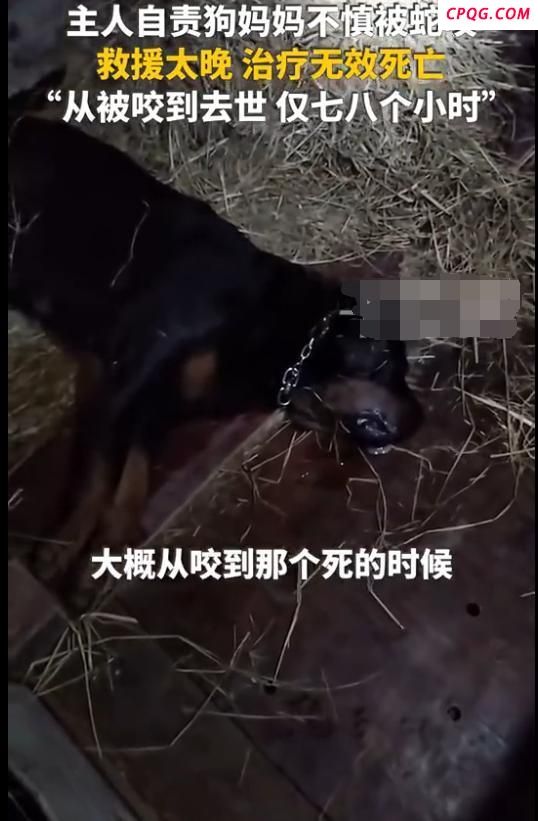 狗狗护主与眼镜蛇搏斗被咬伤 母爱的伟大牺牲