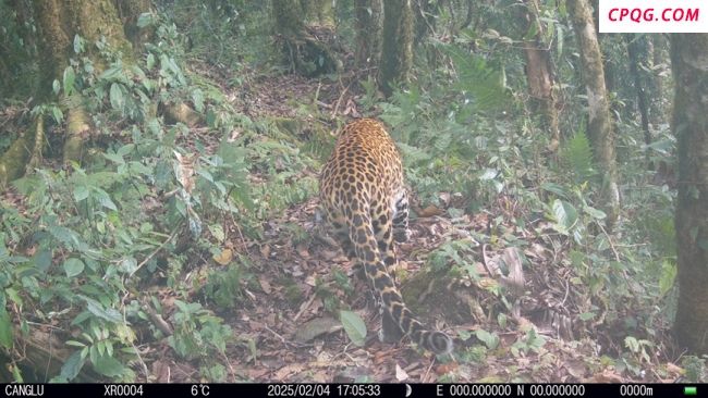 豹猫频频亮相国家自然保护区 生物多样性新发现