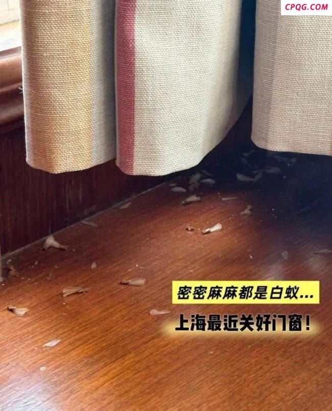 上海市民吐槽白蚁大军