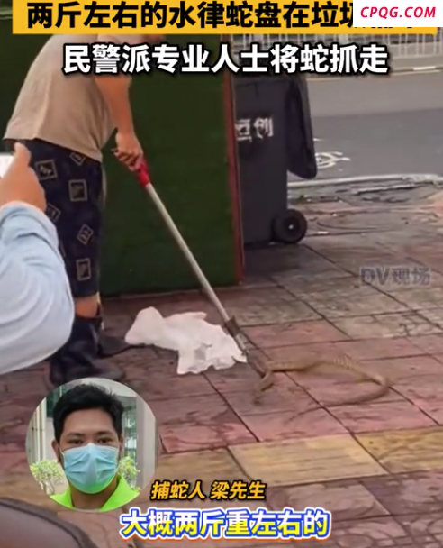 两斤左右的水律蛇盘在垃圾桶下 民警派专业人士将蛇抓走