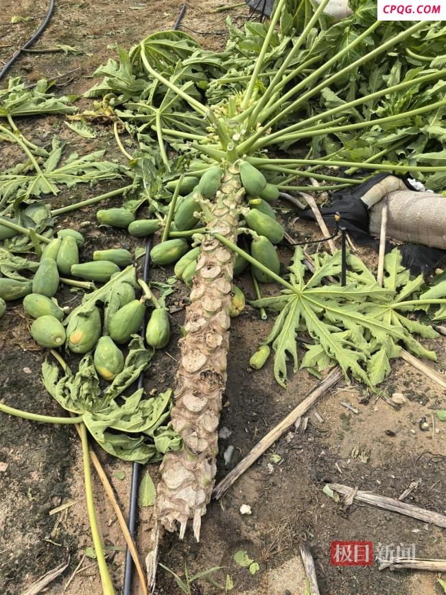 台风“蝴蝶”致海南香蕉种植户受损 果园损失惨重