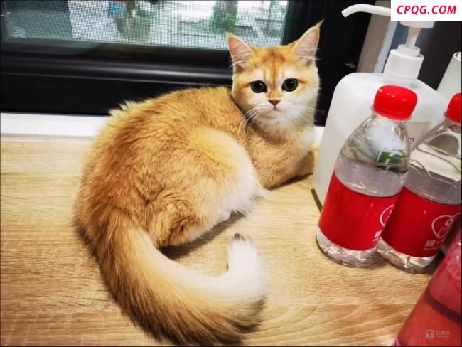 你养的宠物猫正在暴露你的钱包余额