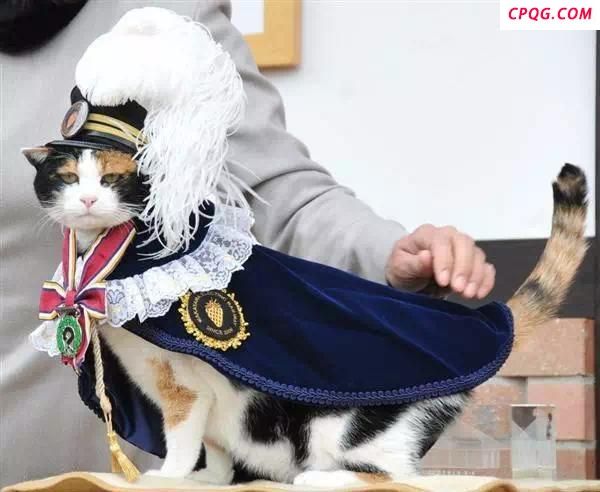 你养的宠物猫正在暴露你的钱包余额 品种揭示消费能力