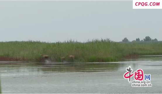 湖南省湘阴县横岭湖麋鹿家族再添三名新成员