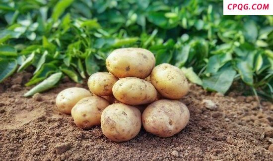 500亩土豆被哄抢 法不责众不是借口