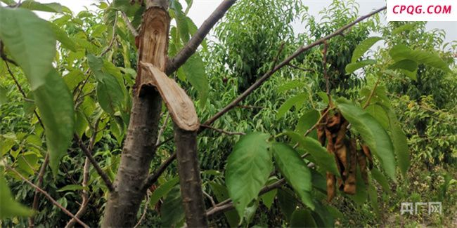 种植户称桃子遭村民哄抢 警方介入