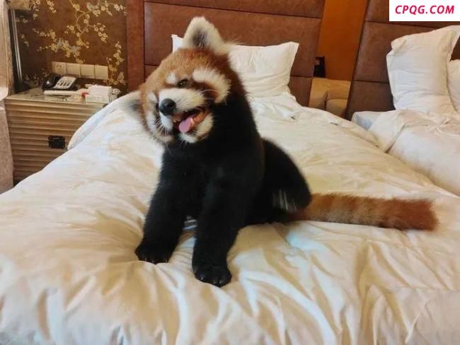林业局为啥叫停小熊猫服务 安全隐患引关注