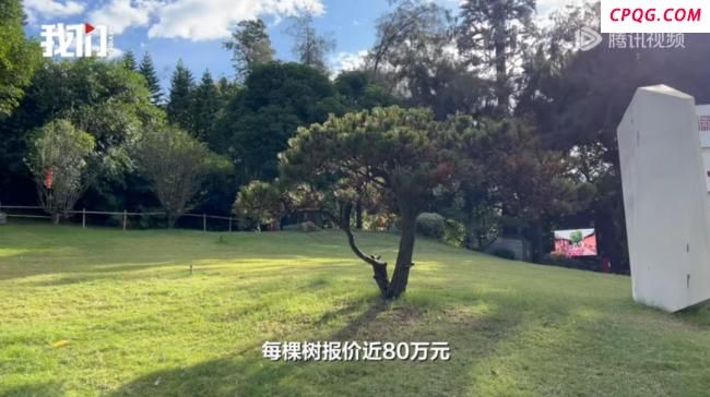 福建一公园多棵80万“天价树”死亡