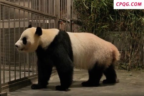 视频来了！四只旅日大熊猫平安回国