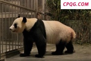 视频来了！四只旅日大熊猫平安回国