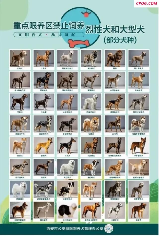 中华田园犬为何是禁养犬